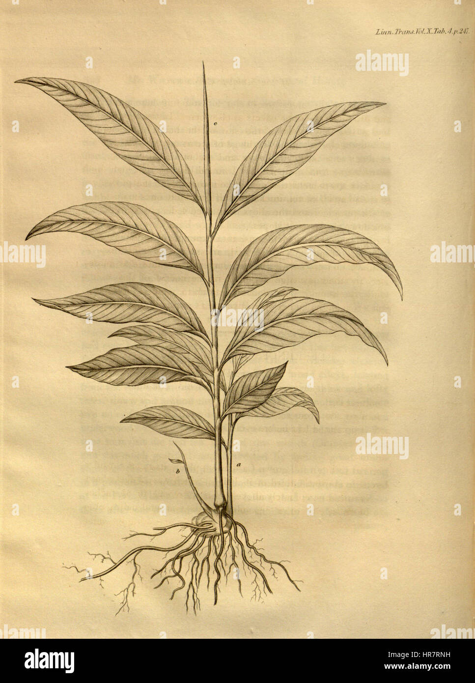 Les transactions de la Société linnéenne de Londres, Volume 10 - onglet. 4 Banque D'Images
