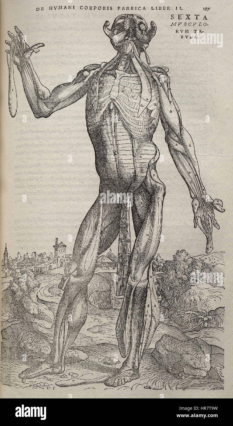 Fabrica Vesalius p187 Banque D'Images