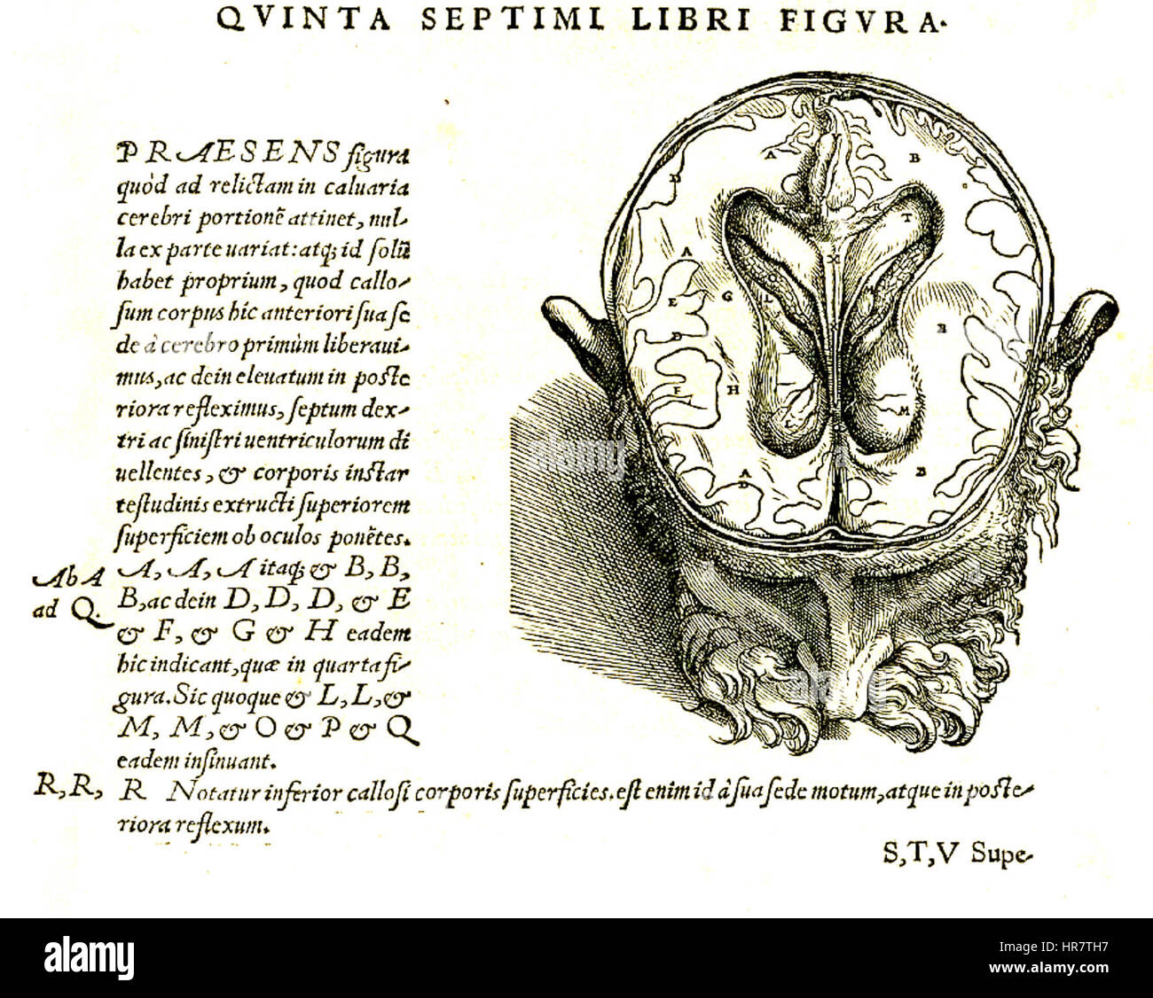 Vesalius 609c fait référence à une illustration anatomique spécifique de l'œuvre révolutionnaire d'Andreas Vesalius, 'de humani corporis fabrica'. Publié en 1543, cet ouvrage a révolutionné l'étude de l'anatomie humaine avec ses illustrations détaillées et précises, jetant les bases de l'anatomie moderne. Banque D'Images