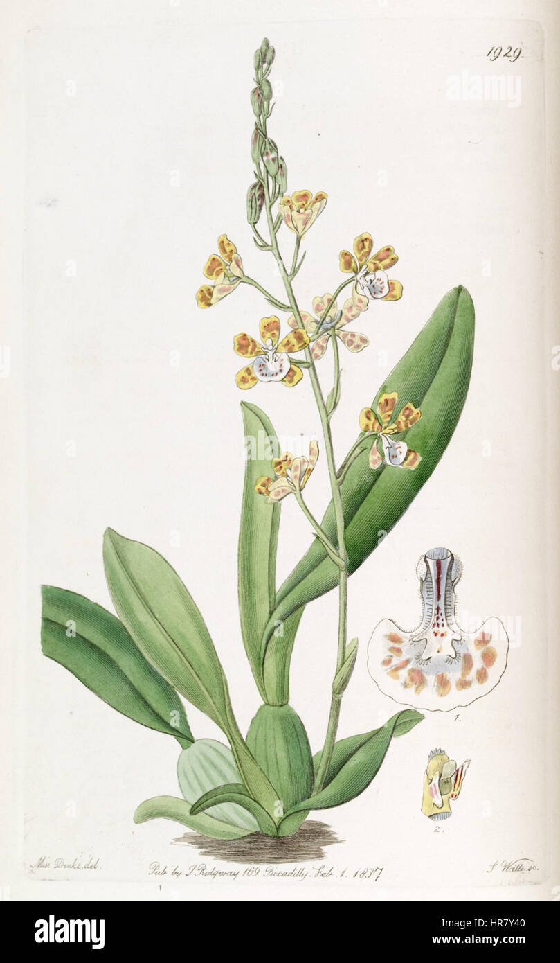 Solenidium lunatum (comme l'Oncidium lunatum) - Edwards vol 23 pl 1929 (1837) Banque D'Images