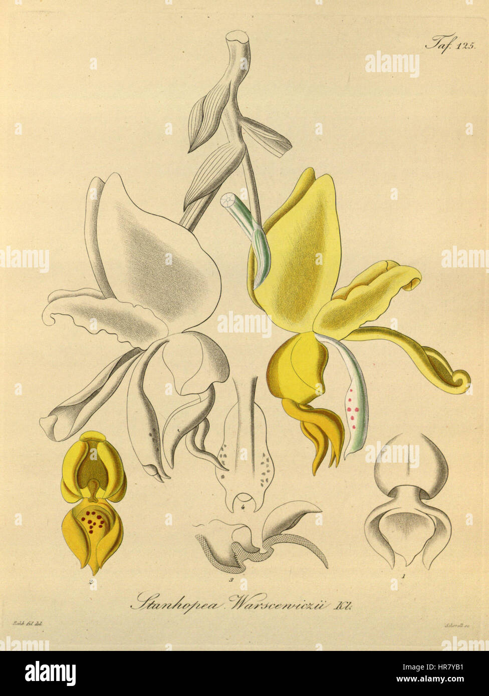 Stanhopea warszewiczii warszewicziana (orthographié aussi) -Xenia 2-125 (1874) Banque D'Images