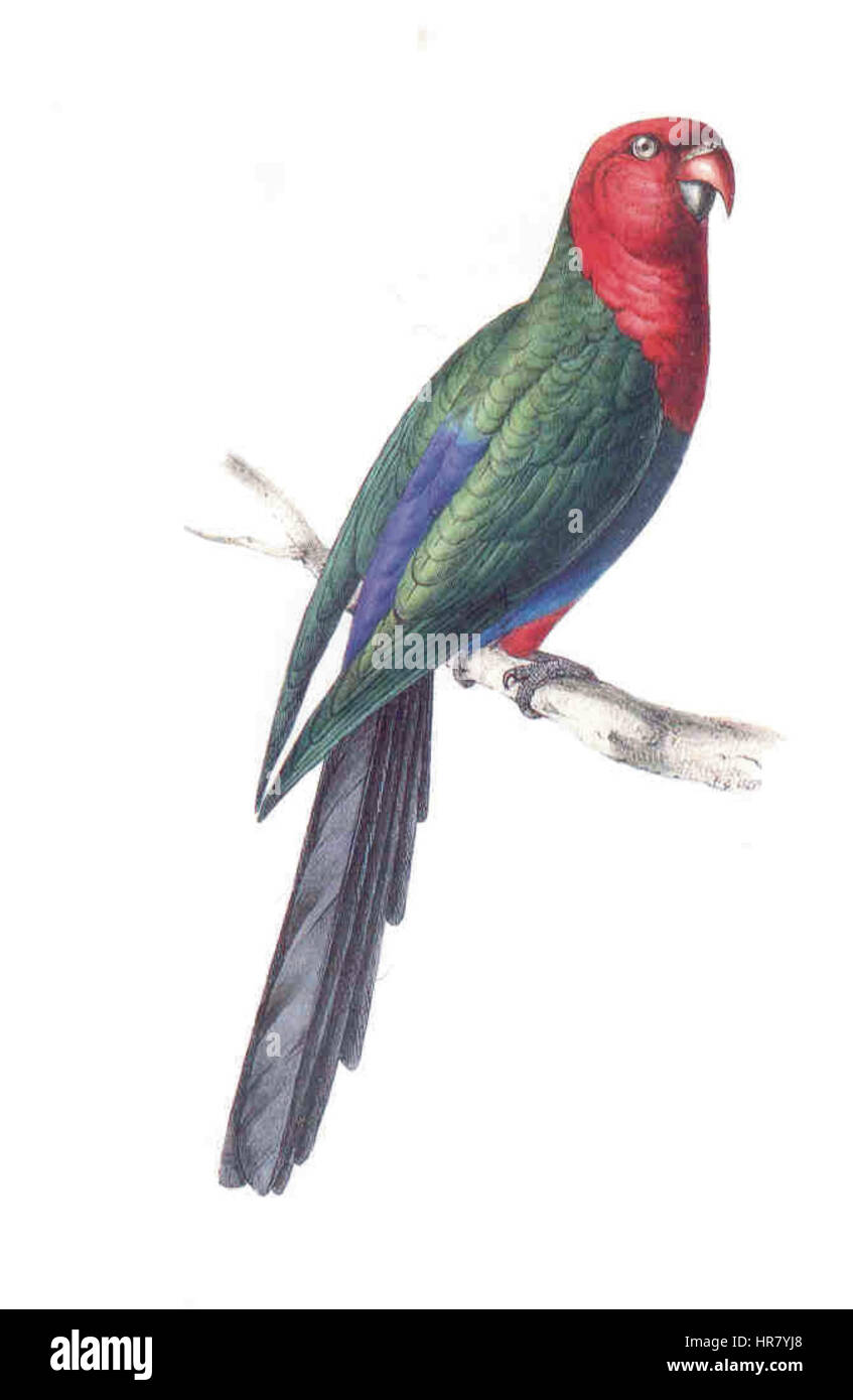Perruche king Swainson Banque D'Images