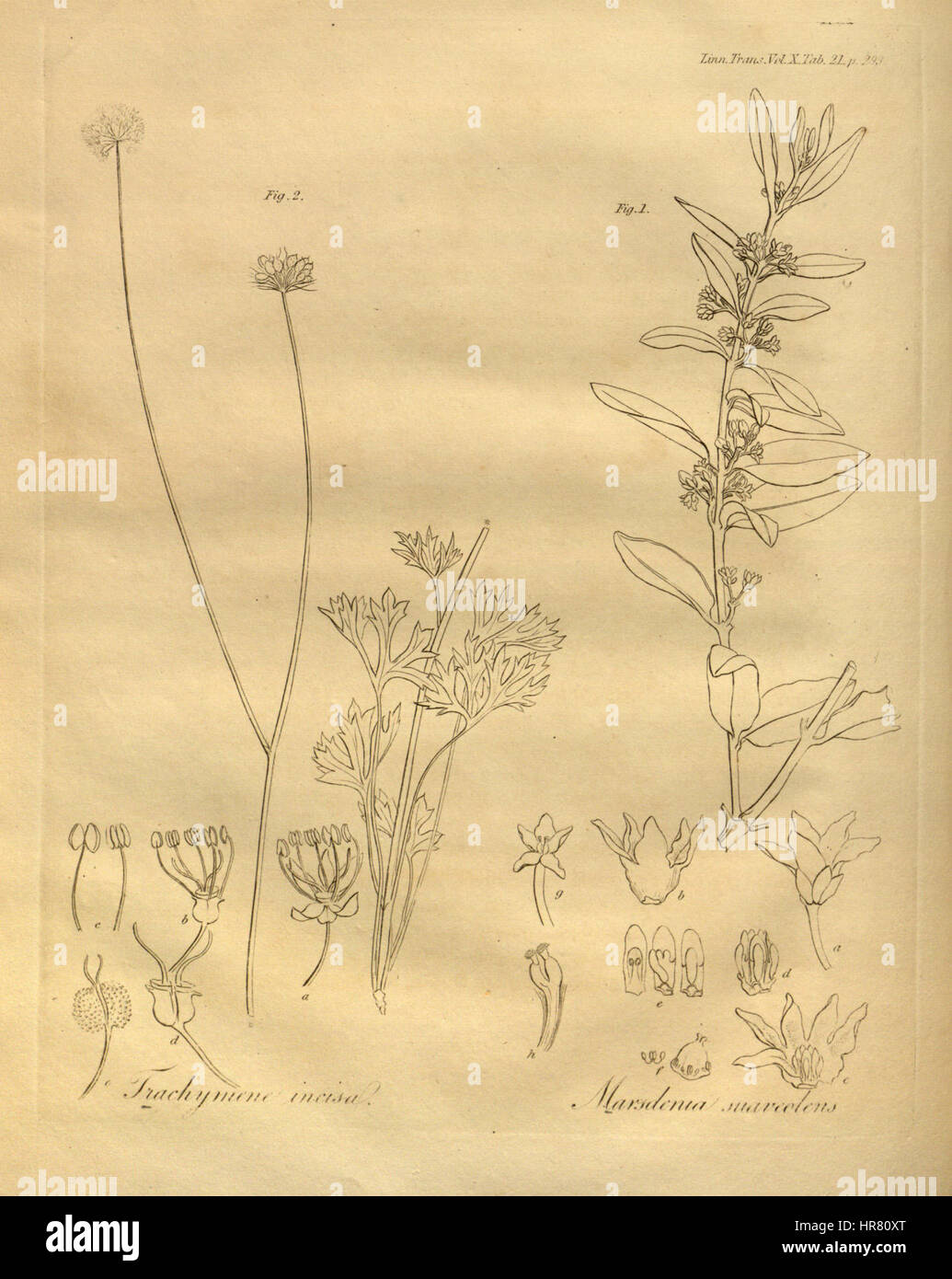 Les transactions de la Société linnéenne de Londres, Volume 10 - onglet. 21 Banque D'Images