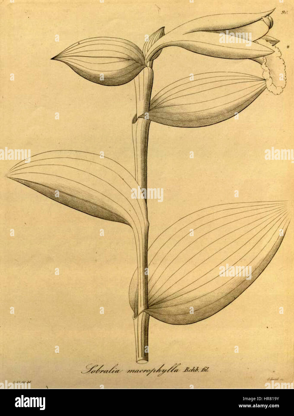 'Sobralia macrophylla' est une illustration botanique vibrante de la série 'Xenia'. Cette orchidée délicate, connue pour ses grandes fleurs saisissantes, est représentée dans sa forme naturelle, mettant en valeur ses pétales complexes et sa riche coloration. Banque D'Images