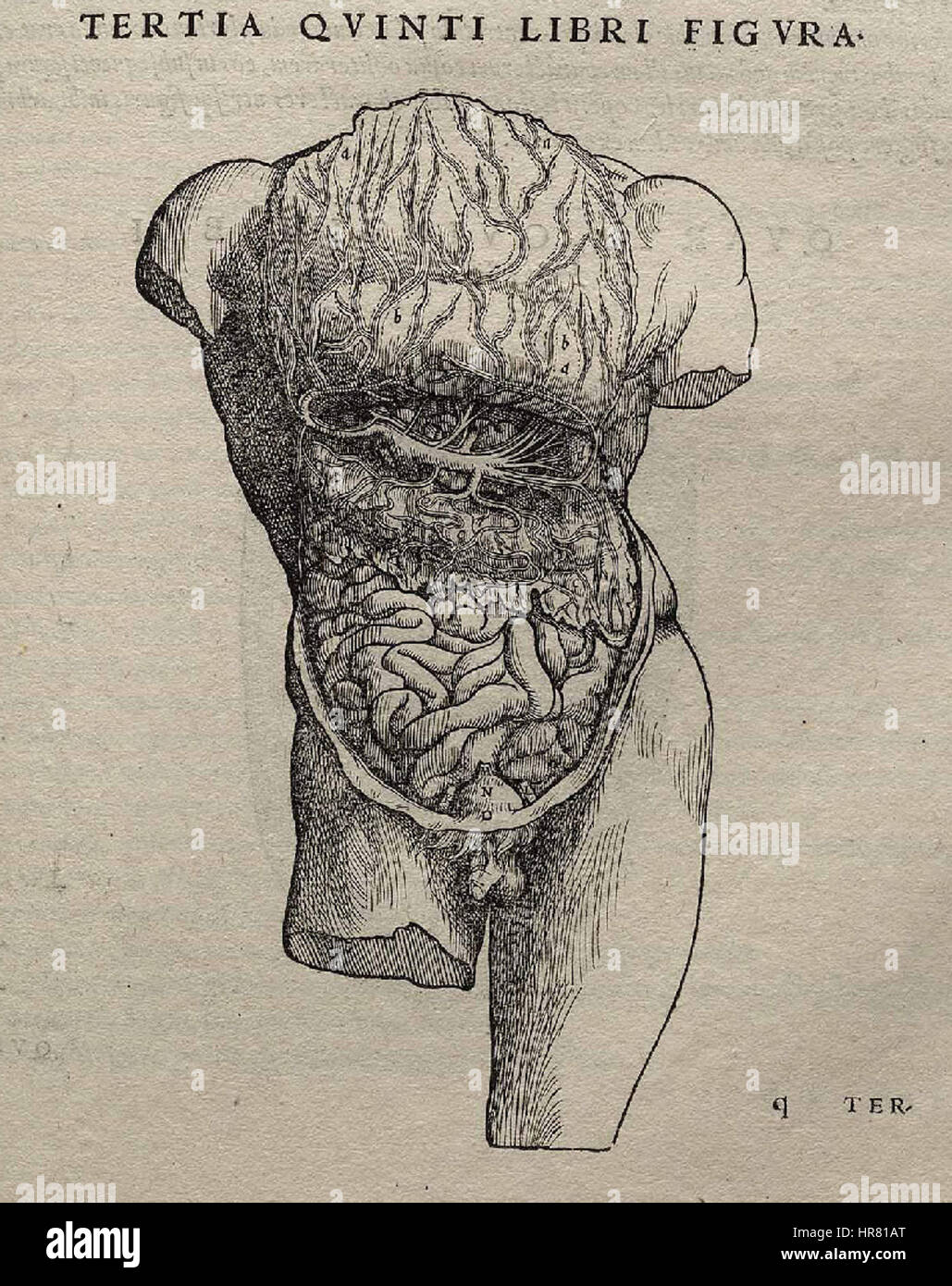 P357 Vesalius Fabrica Banque D'Images