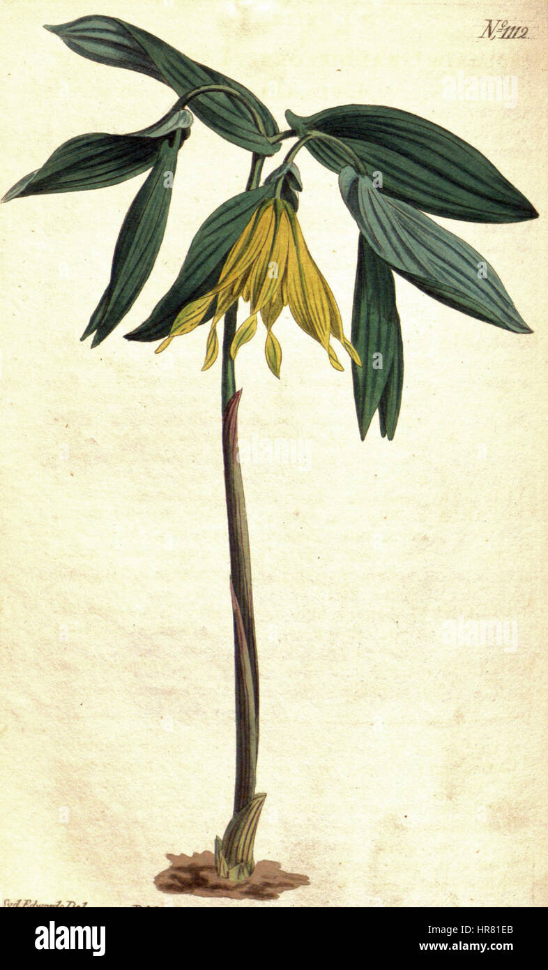 Uvularia grandiflora, communément appelé les cloches de merie, est une plante à fleurs originaire d'Amérique du Nord. La plante présente des fleurs jaunes en forme de cloche et pousse dans des habitats boisés humides, contribuant à la biodiversité de son environnement. Banque D'Images