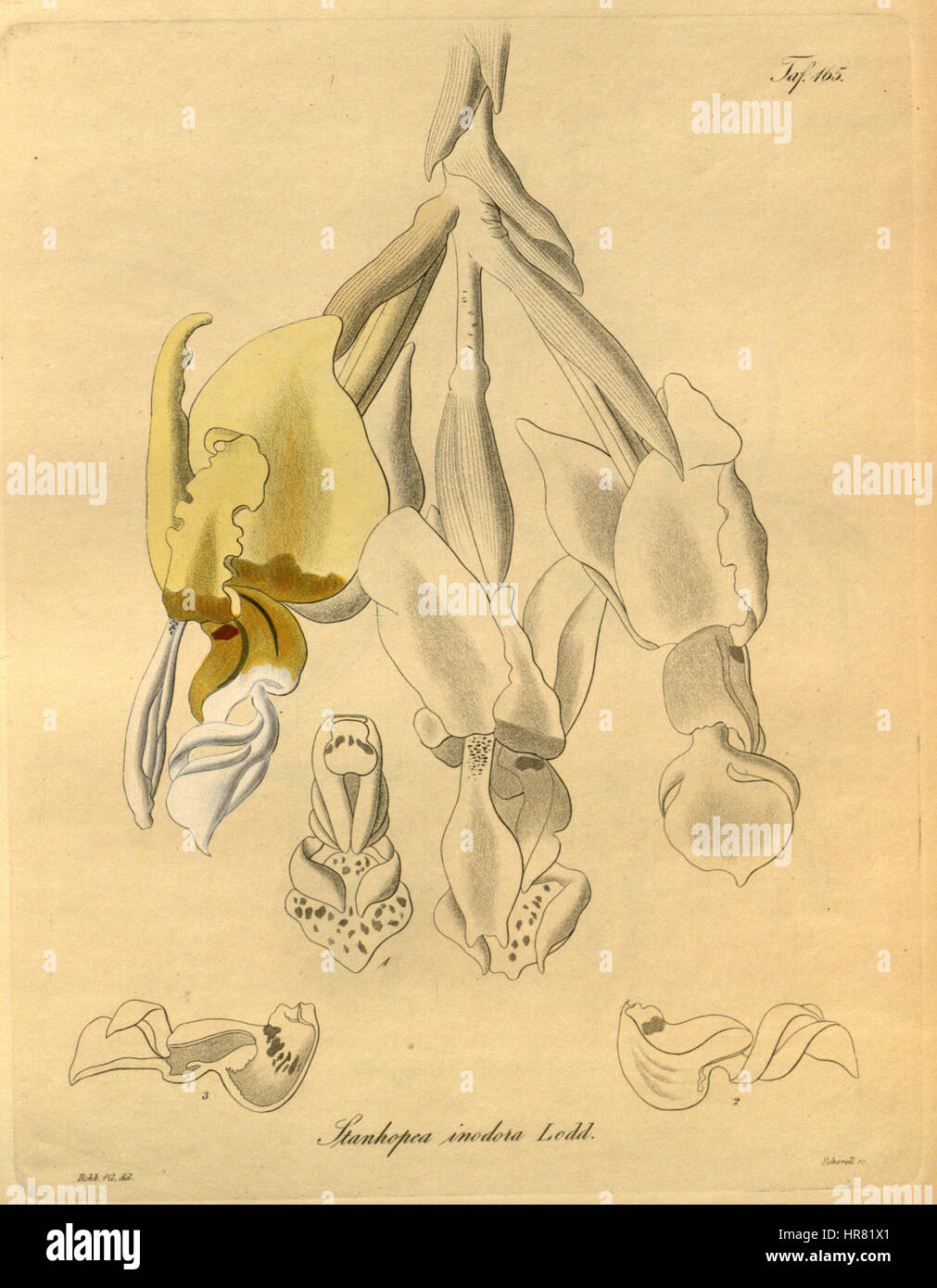 Stanhopea inodora- Xenia vol. 2 pl. 165 (1874) Banque D'Images