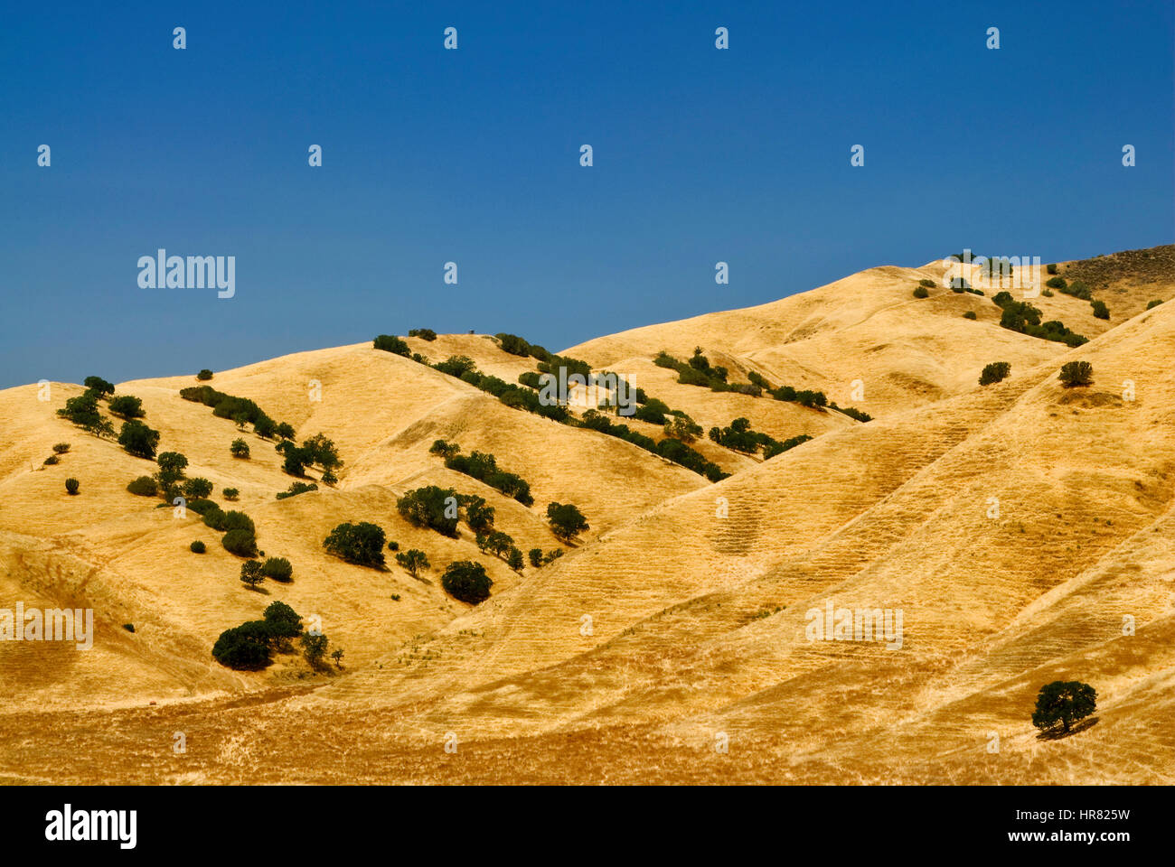 Gamme diablo hills de los gatos road, près de coalinga, comté de Fresno, Californie, USA Banque D'Images