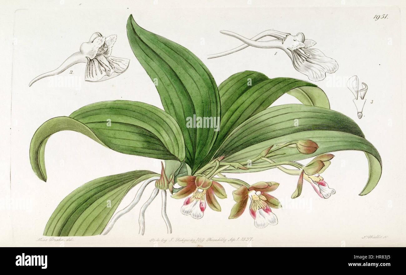 Trichocentrum fuscum - Edwards 23 (N.-É.) vol 10) (1837) pl. 1951 Banque D'Images