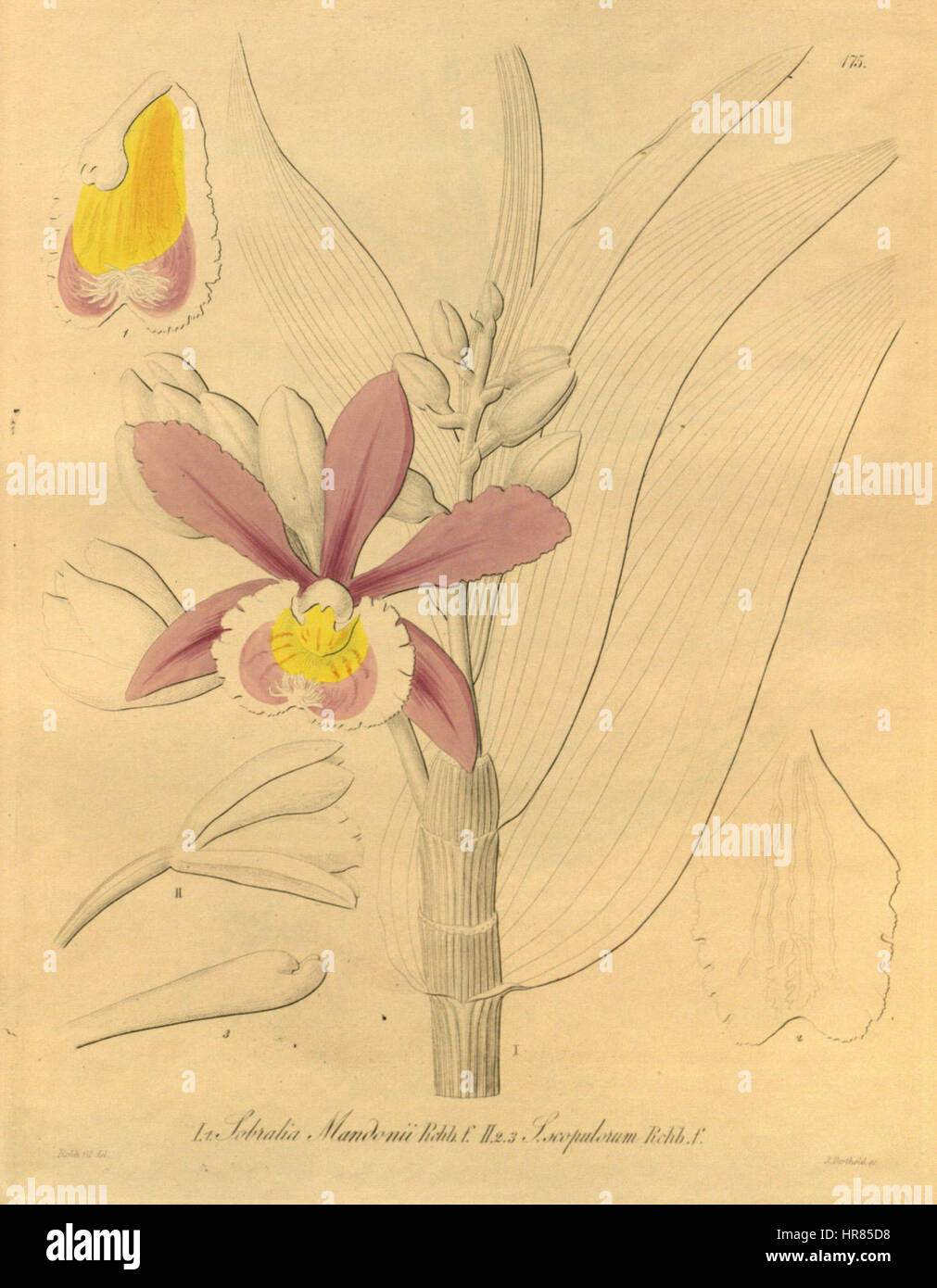 Sobralia dichotoma (comme Sobralia Sobralia mandonii) - scopulorum - Xenia 2 pl 175 Banque D'Images