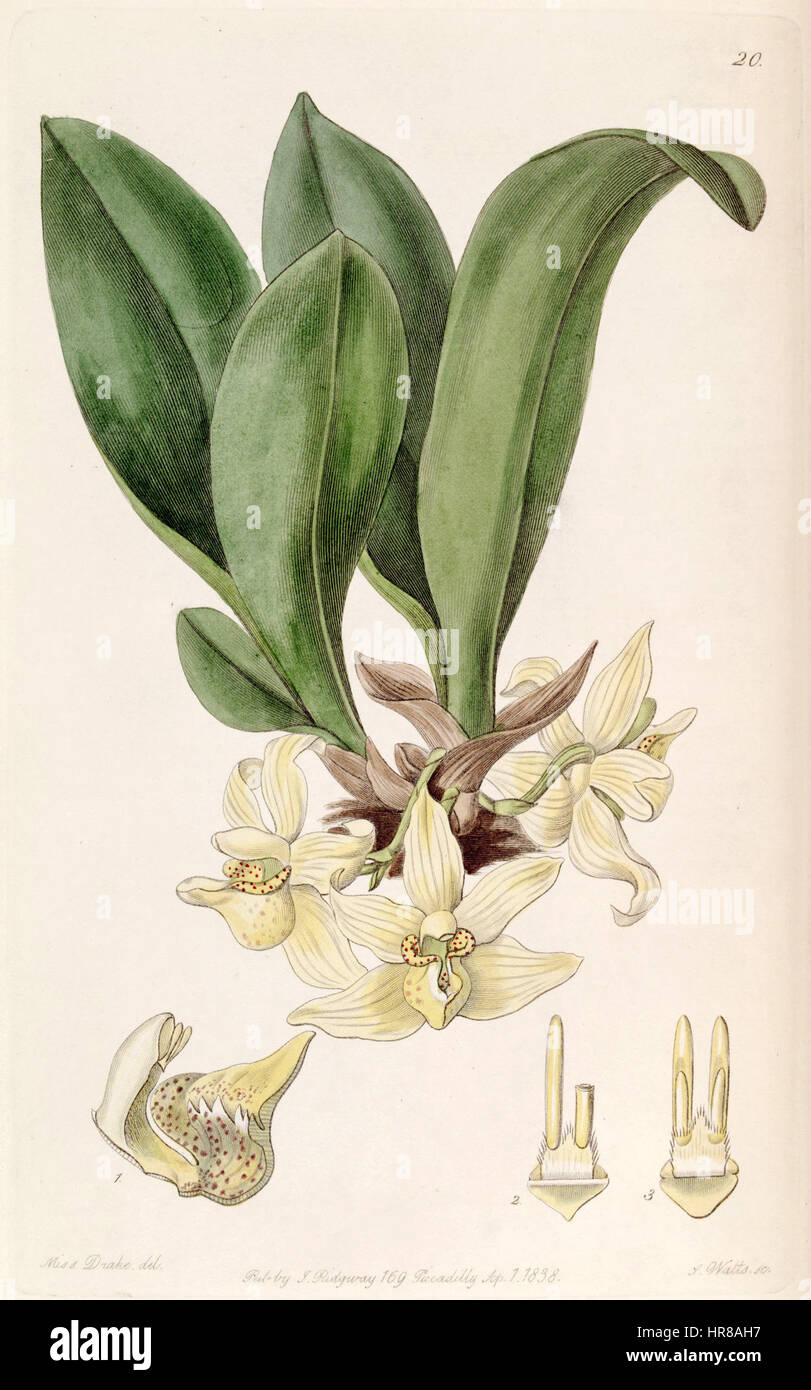 L'illustration de 'Stenia pallida' de l'ouvrage d'Edwards (1838) montre une représentation détaillée de cette espèce d'insecte. La précision de l'artiste met en évidence les caractéristiques uniques de l'espèce, ce qui en fait une pièce importante pour les études entomologiques. Banque D'Images