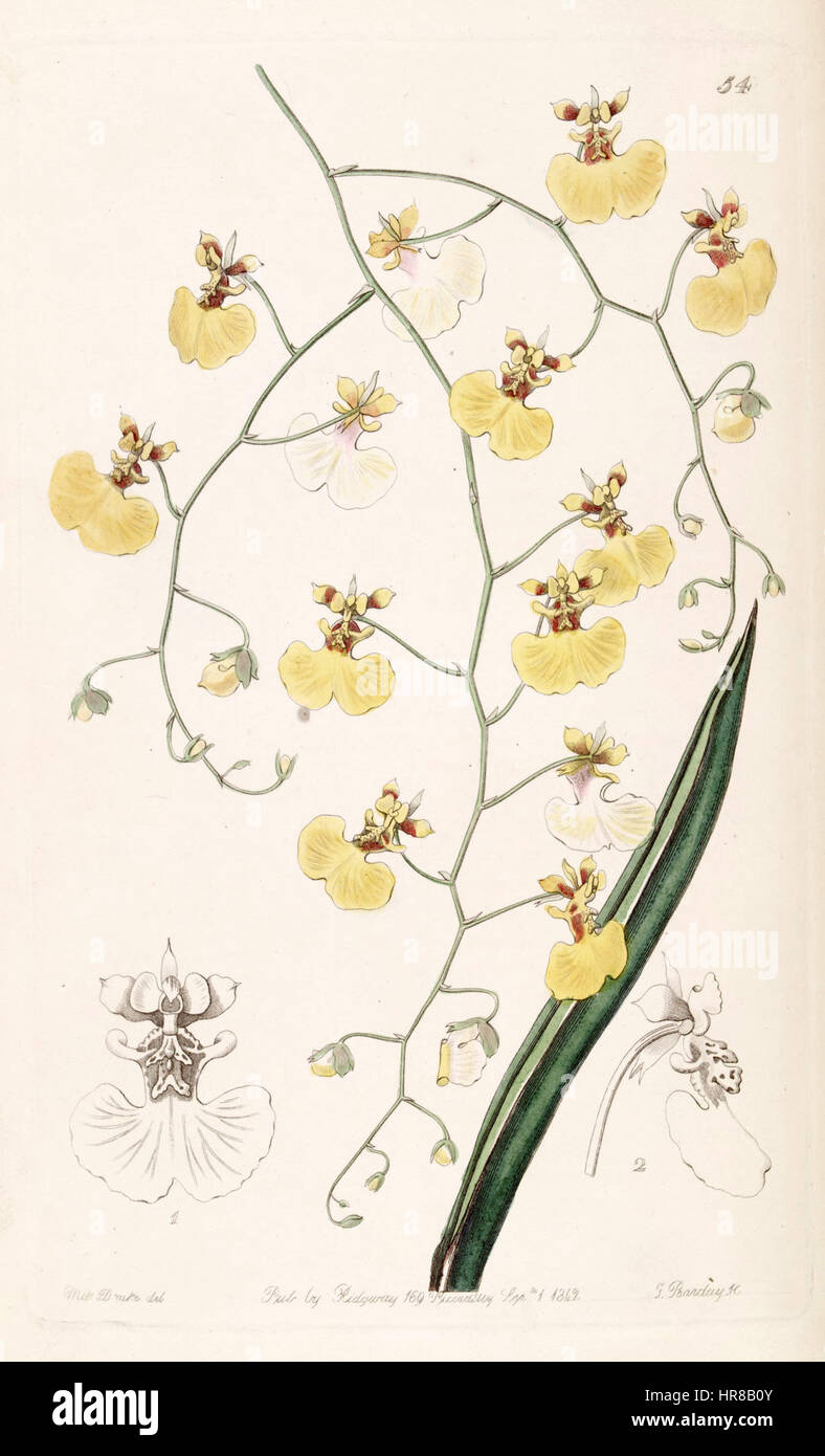 Tolumnia urophylla (comme l'Oncidium urophyllum) - Edwards vol 28 (NS) 5 pl 54 (1842) Banque D'Images
