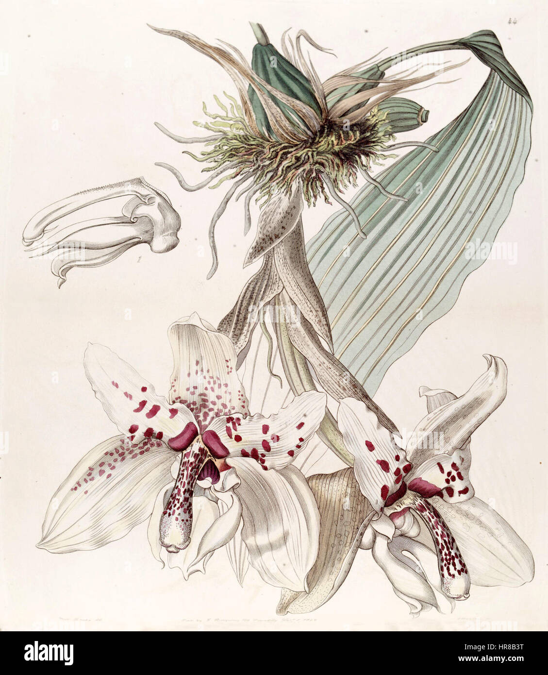 Stanhopea martiana (comme Stanhopea martiana var. bicolor) - Edwards vol 29 (NS) 6 pl 44 (1843) Banque D'Images