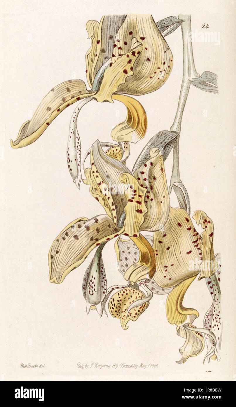 Stanhopea oculata (comme Stanhopea bucephalus) - Edwards vol 31 (NS) 8 pl 24 (1845) Banque D'Images