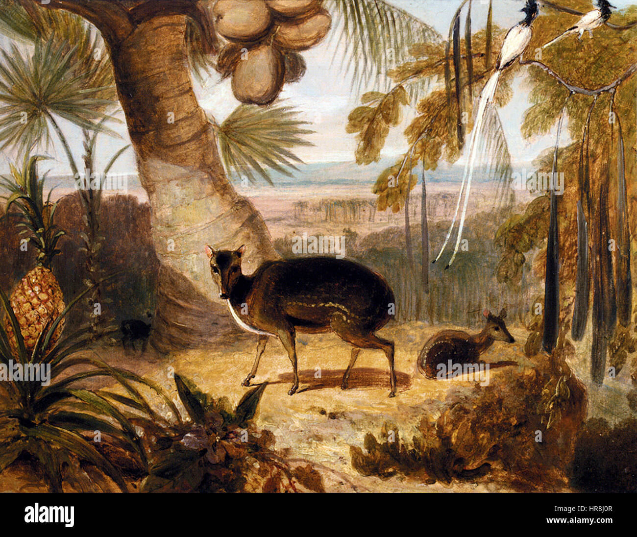 William Daniell - Le cerf porte-musc, et oiseaux de paradis Banque D'Images