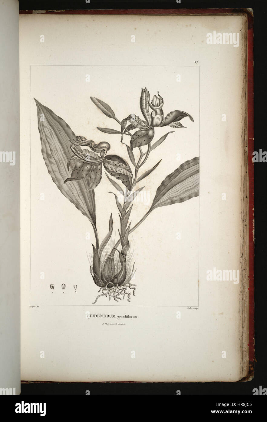 Stanhopea jenischiana (Ep. grandiflorum) - volume 1 Humbold pl. 27 (1808) Banque D'Images
