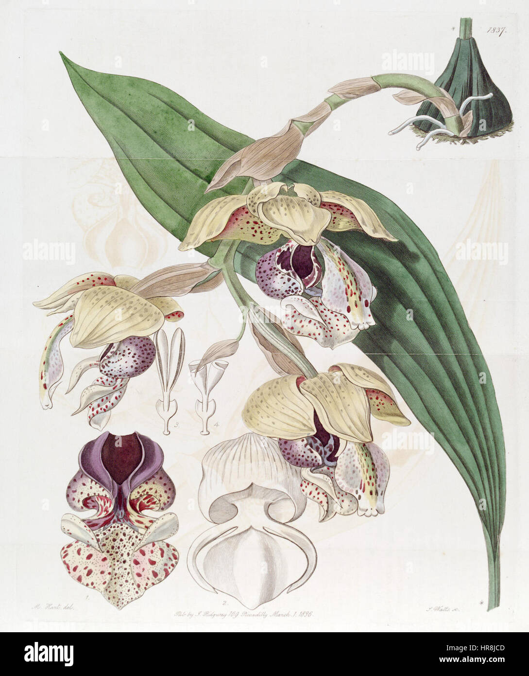 Stanhopea insignis - Edwards vol 22 pl 1837 (1836) Banque D'Images