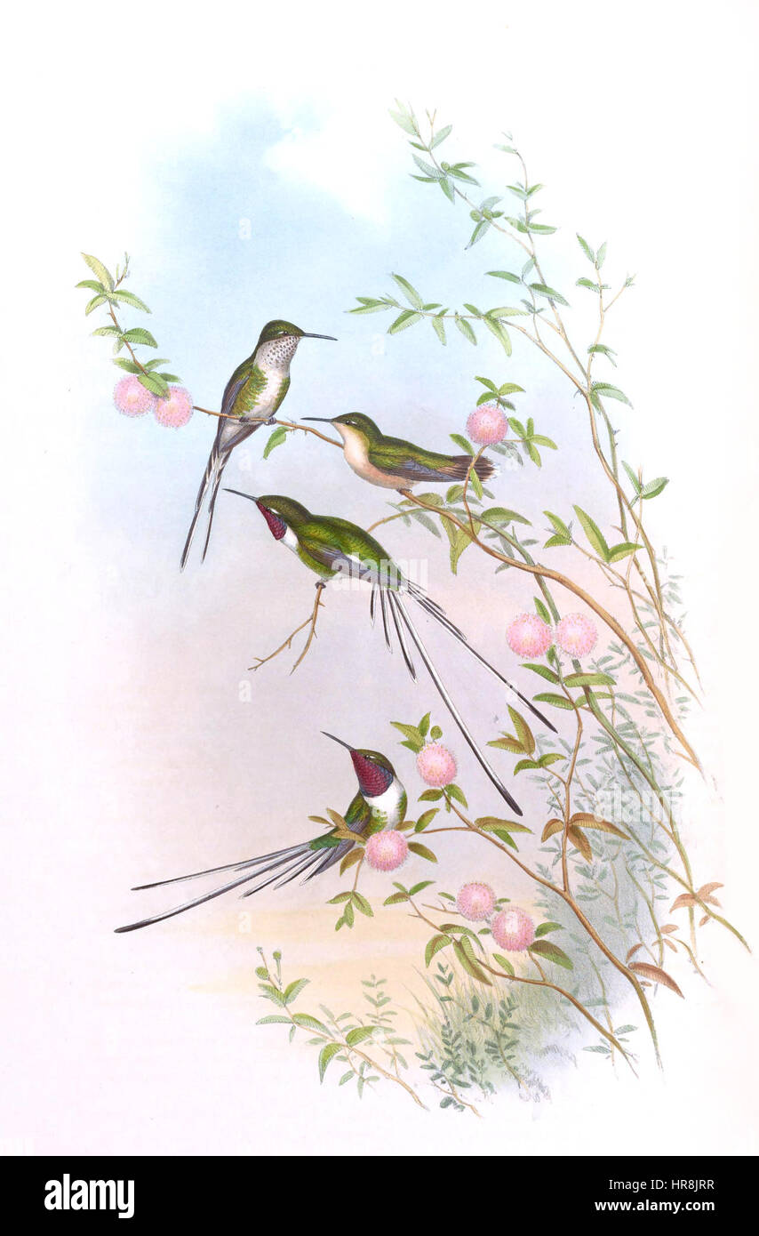 Thaumastura cora Banque D'Images