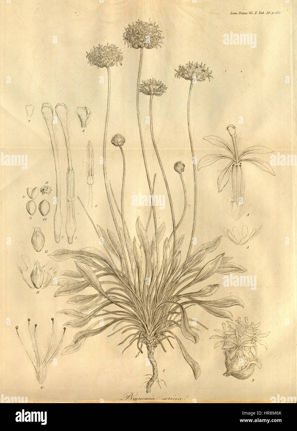 Les transactions de la Société linnéenne de Londres, Volume 10 - onglet. 29 Banque D'Images