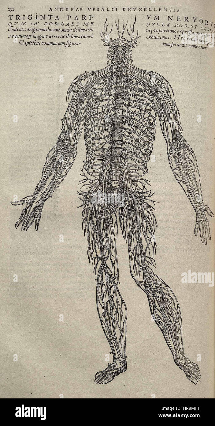 Fabrica Vesalius p332 Banque D'Images