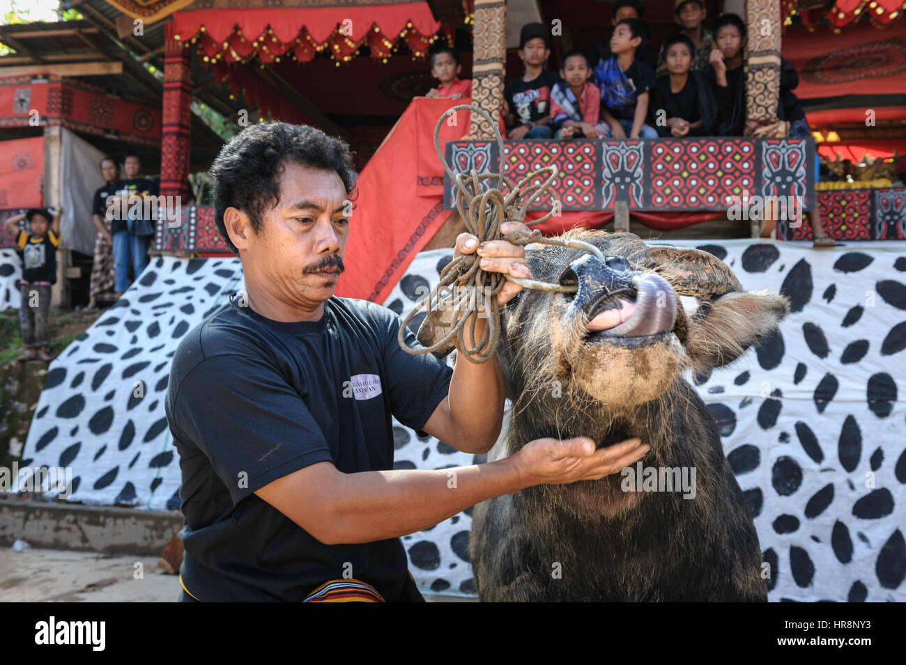 Au cours d'un rituel traditionnel enterrement de la Tana Toraja des parents, amis et voisins apportent les animaux pour le sacrifice rituel. Ils leur montrer en fro Banque D'Images