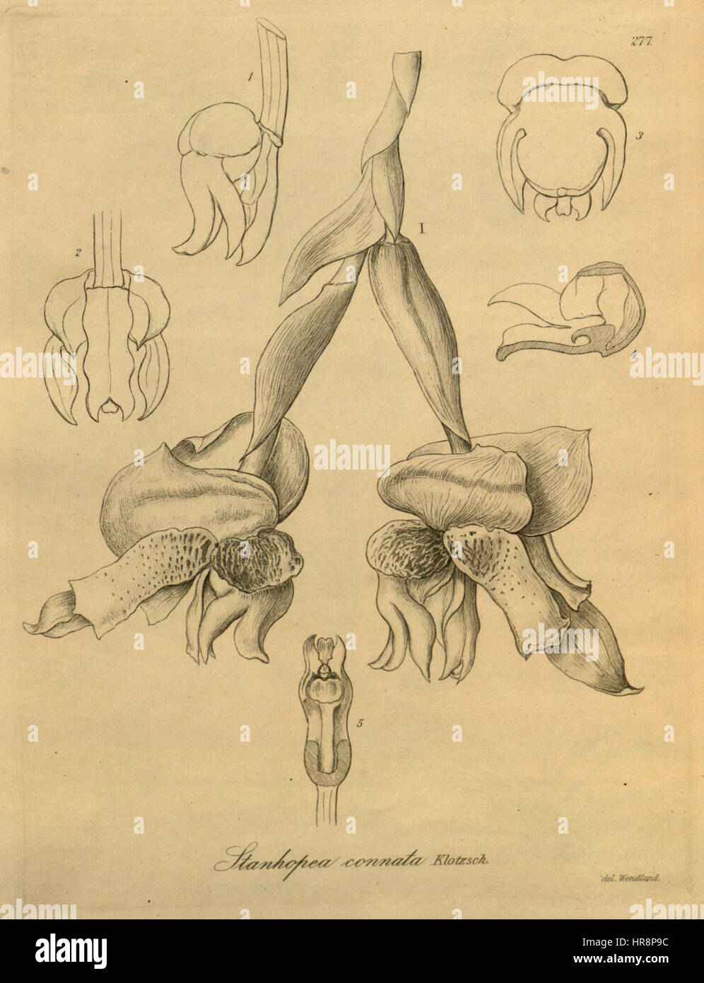 Stanhopea connata - Xenia vol. 3 pl. 277 (1900) Banque D'Images