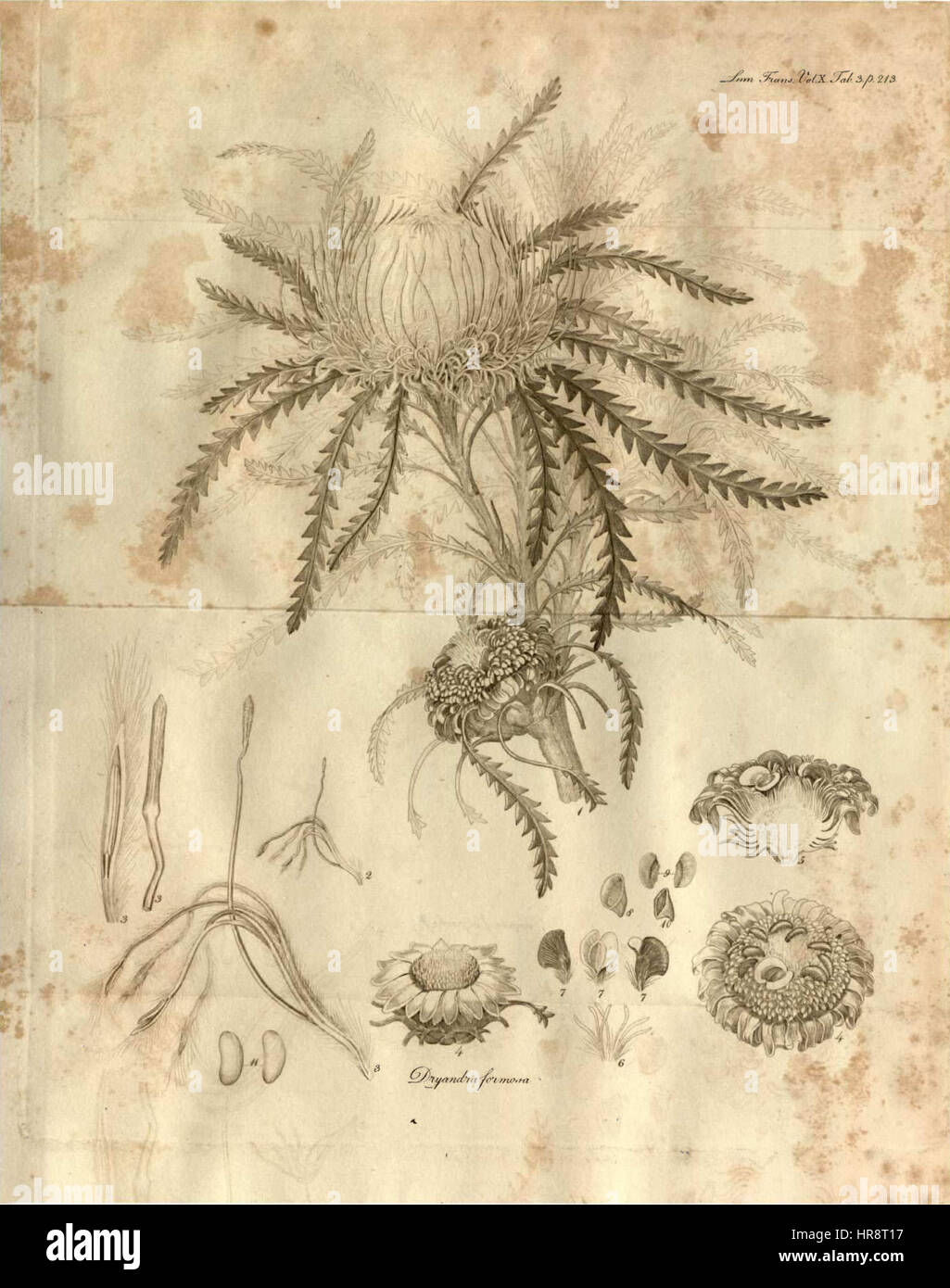 Cette illustration tirée des transactions de la Société linnéenne de Londres, volume X, montre des études botaniques scientifiques, fournissant une analyse détaillée des espèces végétales et leur classification au XIXe siècle. Banque D'Images Cette illustration tirée des transactions de la Société linnéenne de Londres, volume X, montre des études botaniques scientifiques, fournissant une analyse détaillée des espèces végétales et leur classification au XIXe siècle. Banque D'Images