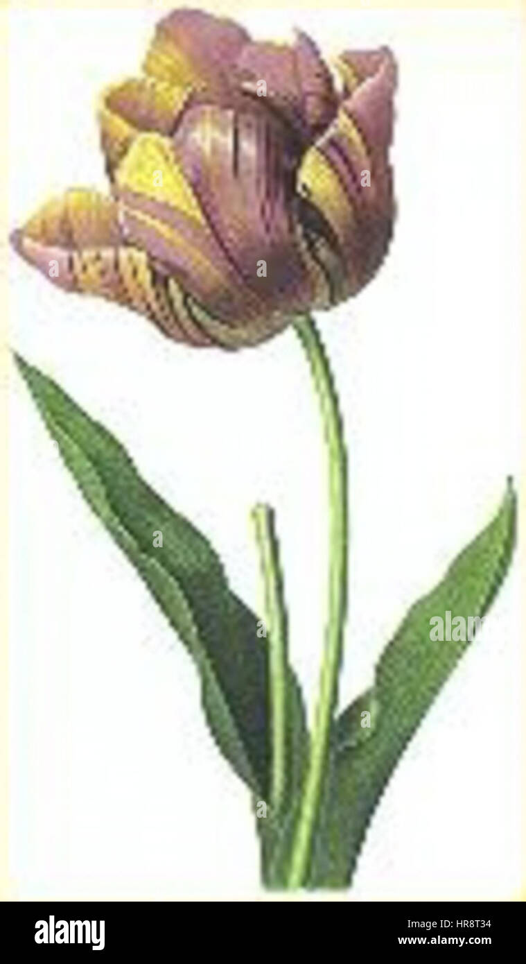 Tulip Redoute fait référence à une série d'illustrations botaniques réalisées par Pierre-Joseph redouté, peintre et botaniste français. Les œuvres soulignent la beauté et les détails complexes de diverses espèces de tulipes. La technique délicate de l’aquarelle redouté fait ressortir les couleurs vibrantes et les structures fines des fleurs, rendant les illustrations très appréciées dans le domaine de la botanique Banque D'Images