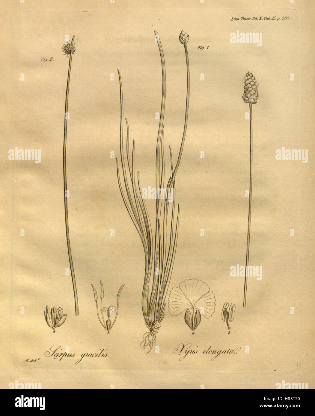 Les transactions de la Société linnéenne de Londres, Volume 10 - onglet. 15 Banque D'Images