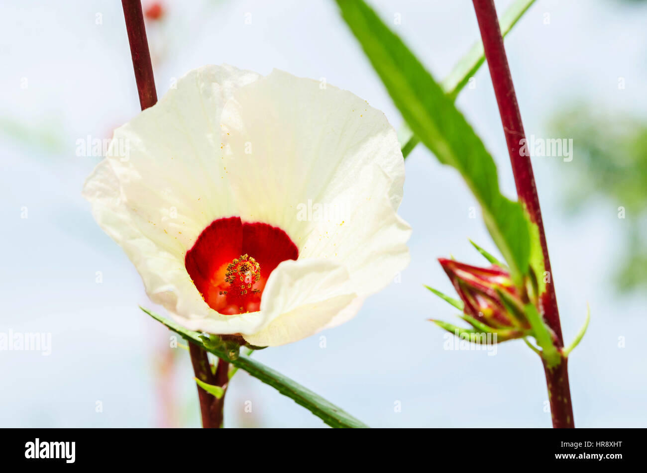 Hibiscus sabdariffa ou fruits de la roselle sur plante. Banque D'Images