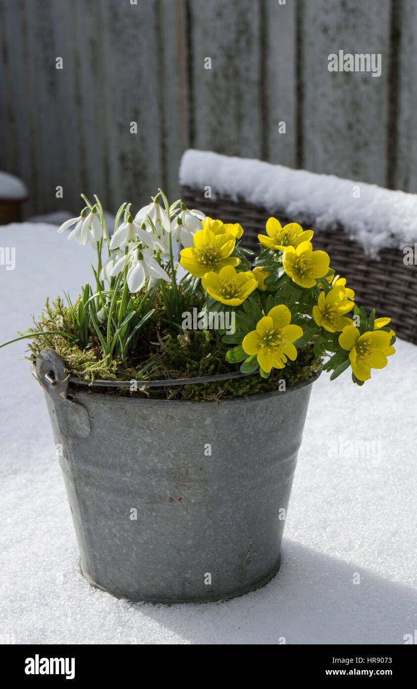 Les premiers signes du printemps. Aconit d'hiver perce-neige et dans un pot de zinc se trouve dans la neige fraîche Banque D'Images