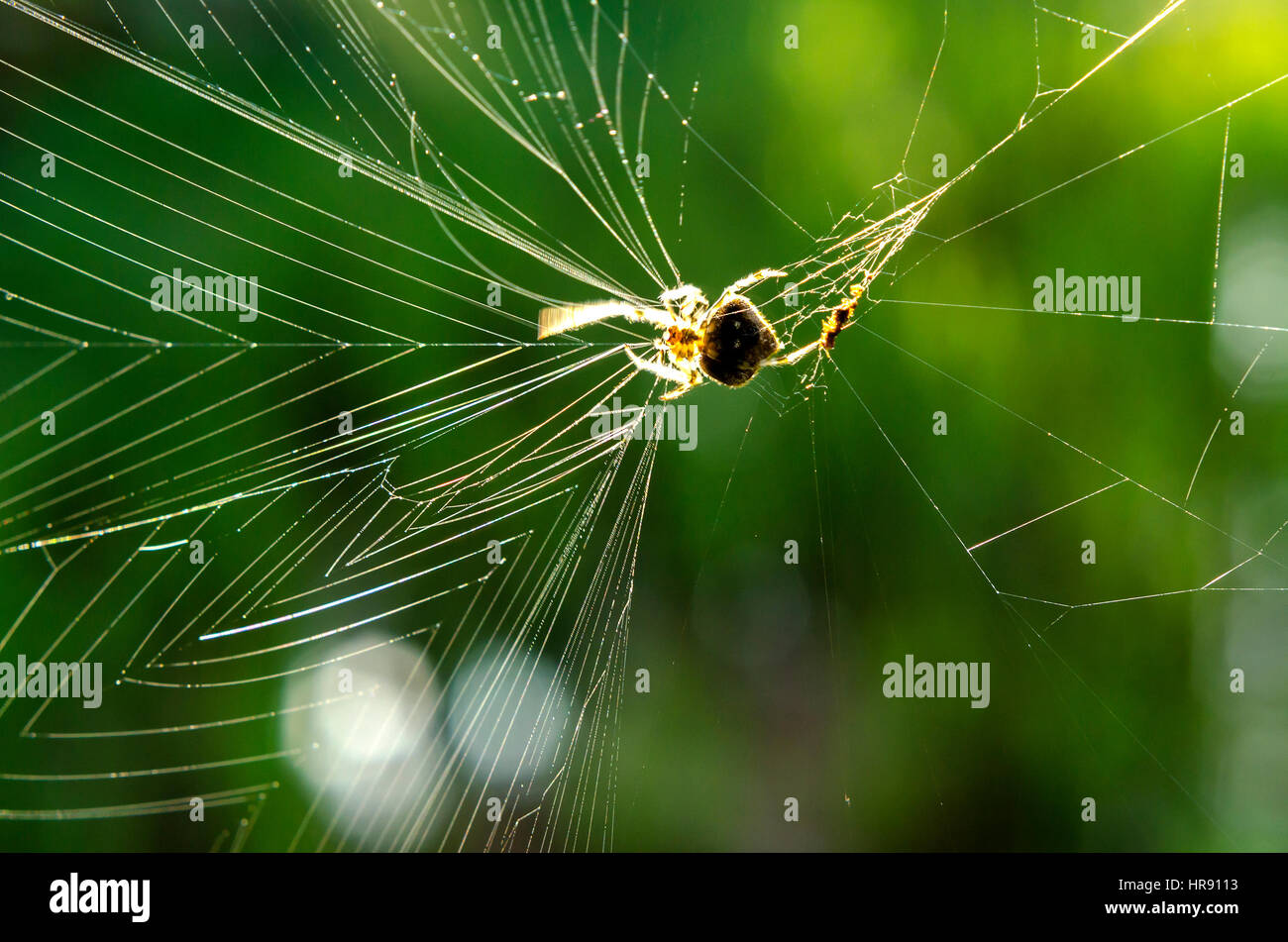 Spider en extérieur Banque D'Images