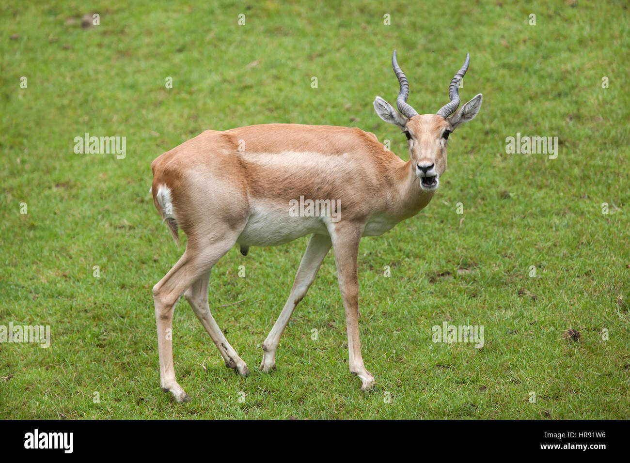 (Antilope cervicapra blackbuck indien). Des animaux de la faune. Banque D'Images