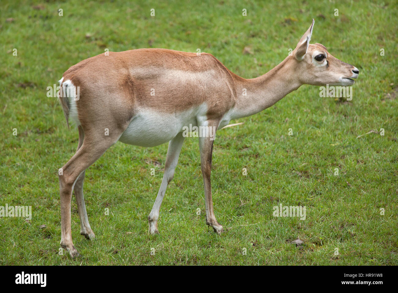 (Antilope cervicapra blackbuck indien). Des animaux de la faune. Banque D'Images