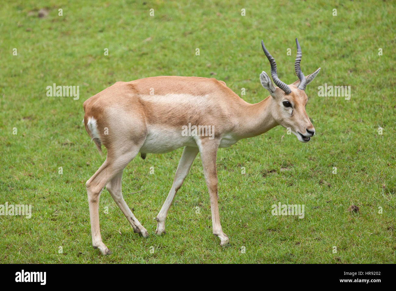 (Antilope cervicapra blackbuck indien). Des animaux de la faune. Banque D'Images