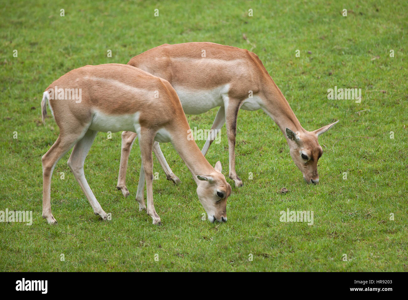 (Antilope cervicapra blackbuck indien). Des animaux de la faune. Banque D'Images