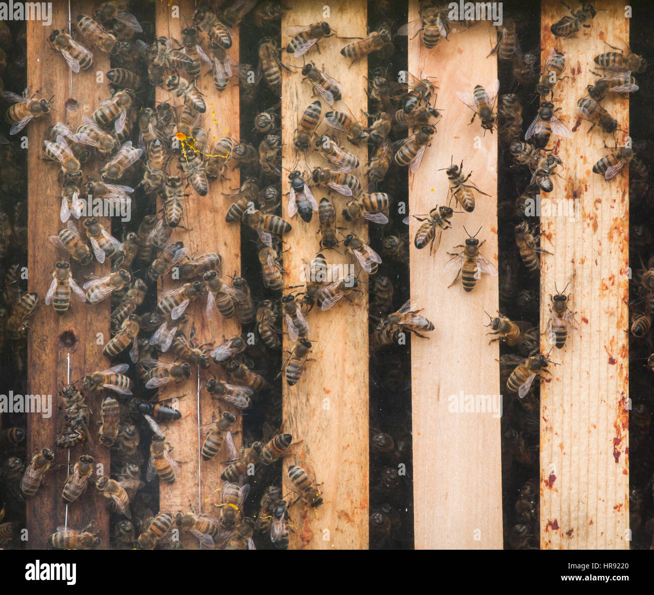 'Abeille à miel (Apis mellifera), également connu sous le nom de l'abeille. Banque D'Images