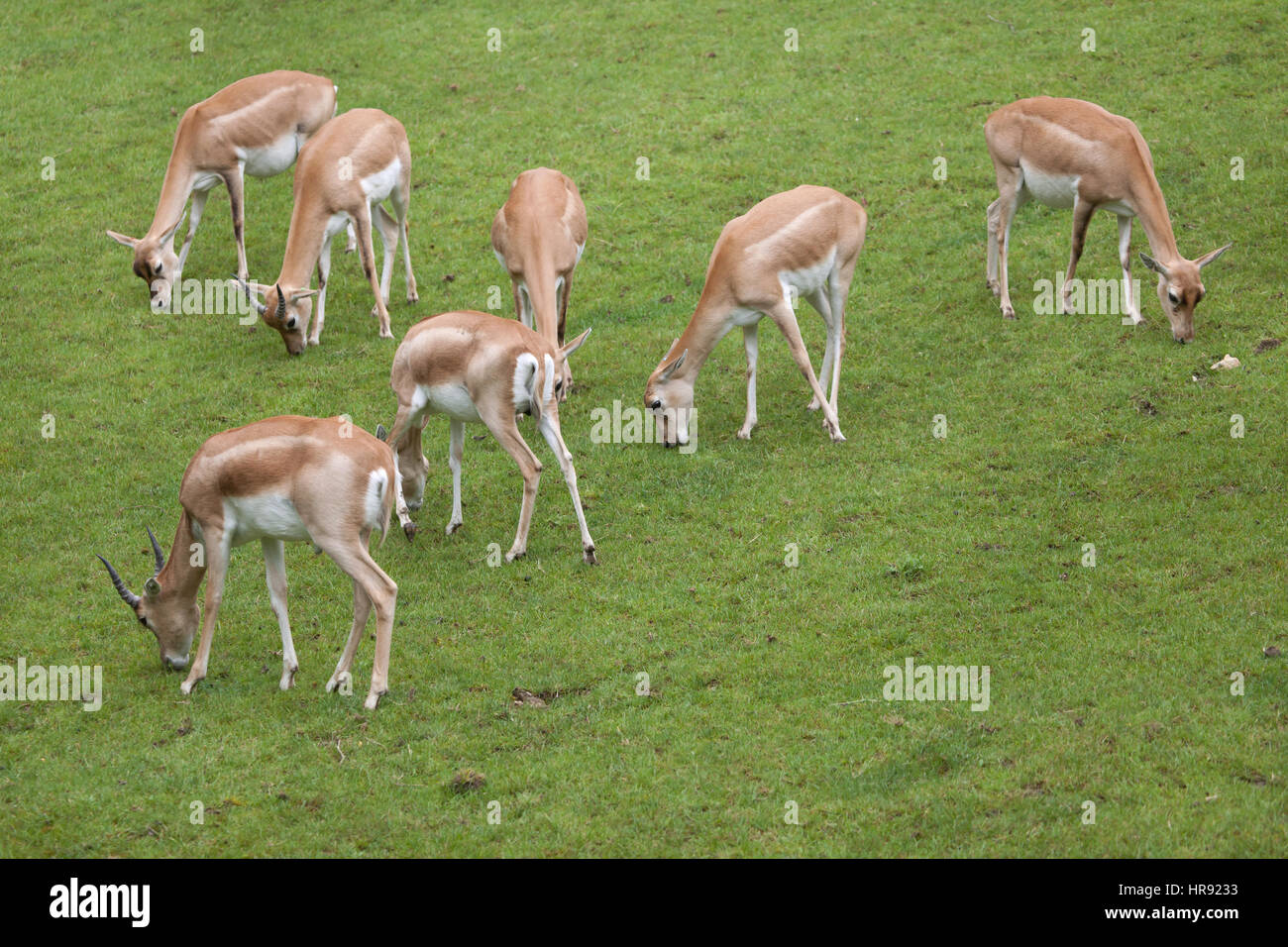 (Antilope cervicapra blackbuck indien). Des animaux de la faune. Banque D'Images