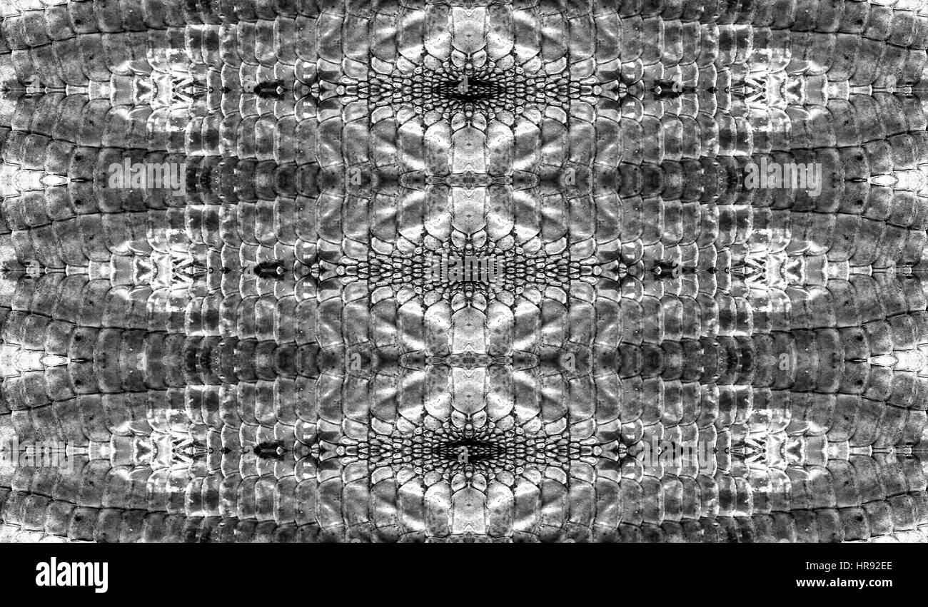 Pour le fond en cuir de serpent Banque D'Images