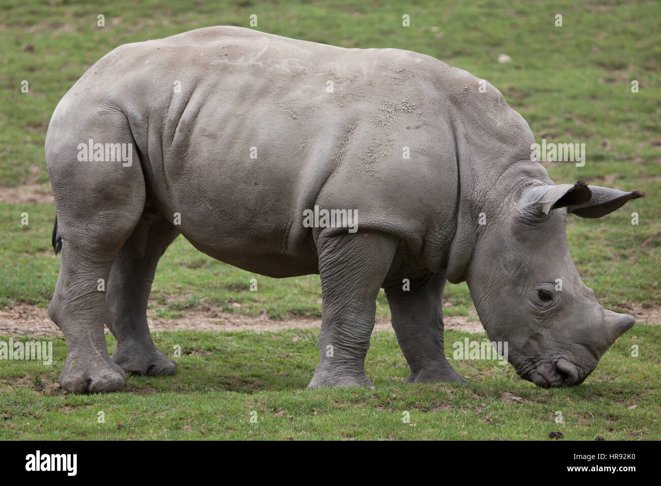 Rhinocéros blanc du sud (Ceratotherium simum simum). Peu de rhino à zoo de Beauval à Saint-Aignan sur Cher, Loir-et-Cher, France. Banque D'Images