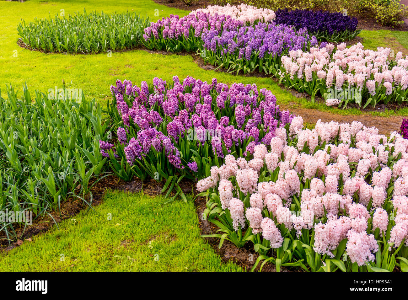Jardin fleuri. Magnifique parc jardin au printemps. beau jardin de fleurs Banque D'Images