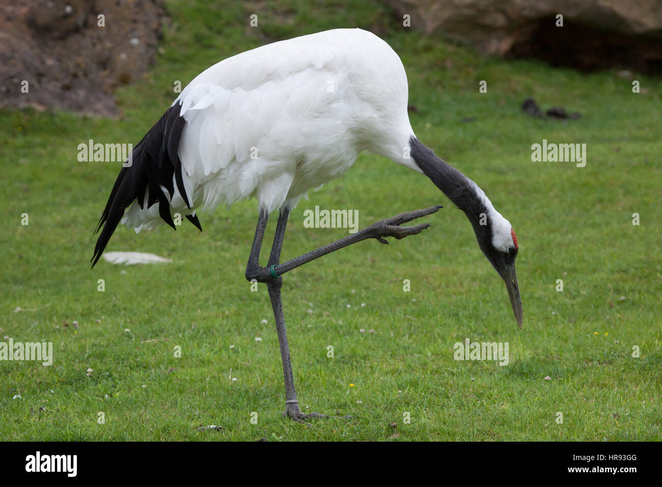 Grue à couronne rouge (Grus japonensis), également connu sous le nom japonais crane grue de Mandchourie ou. Banque D'Images