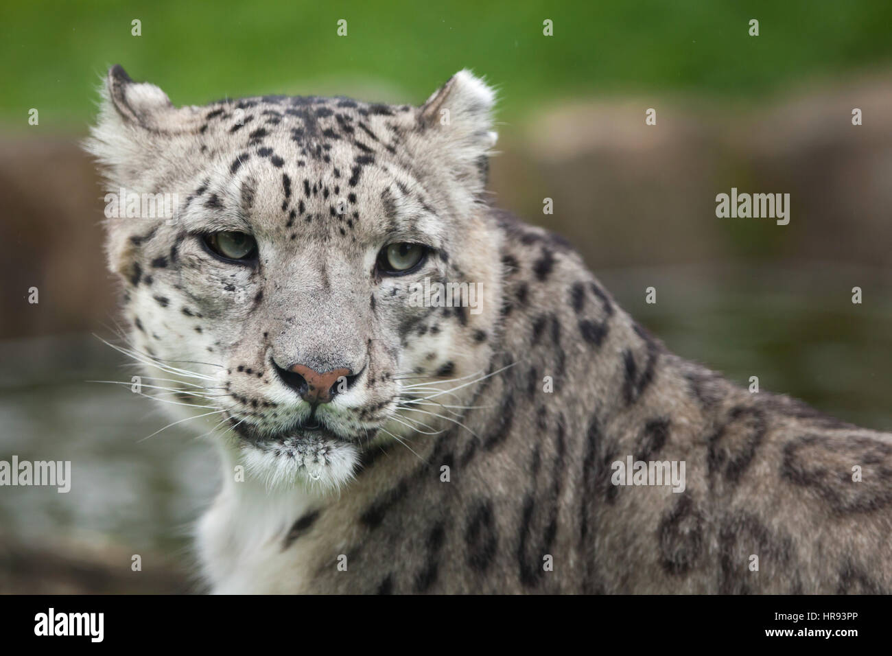 Snow Leopard (Panthera uncia). Des animaux de la faune. Banque D'Images