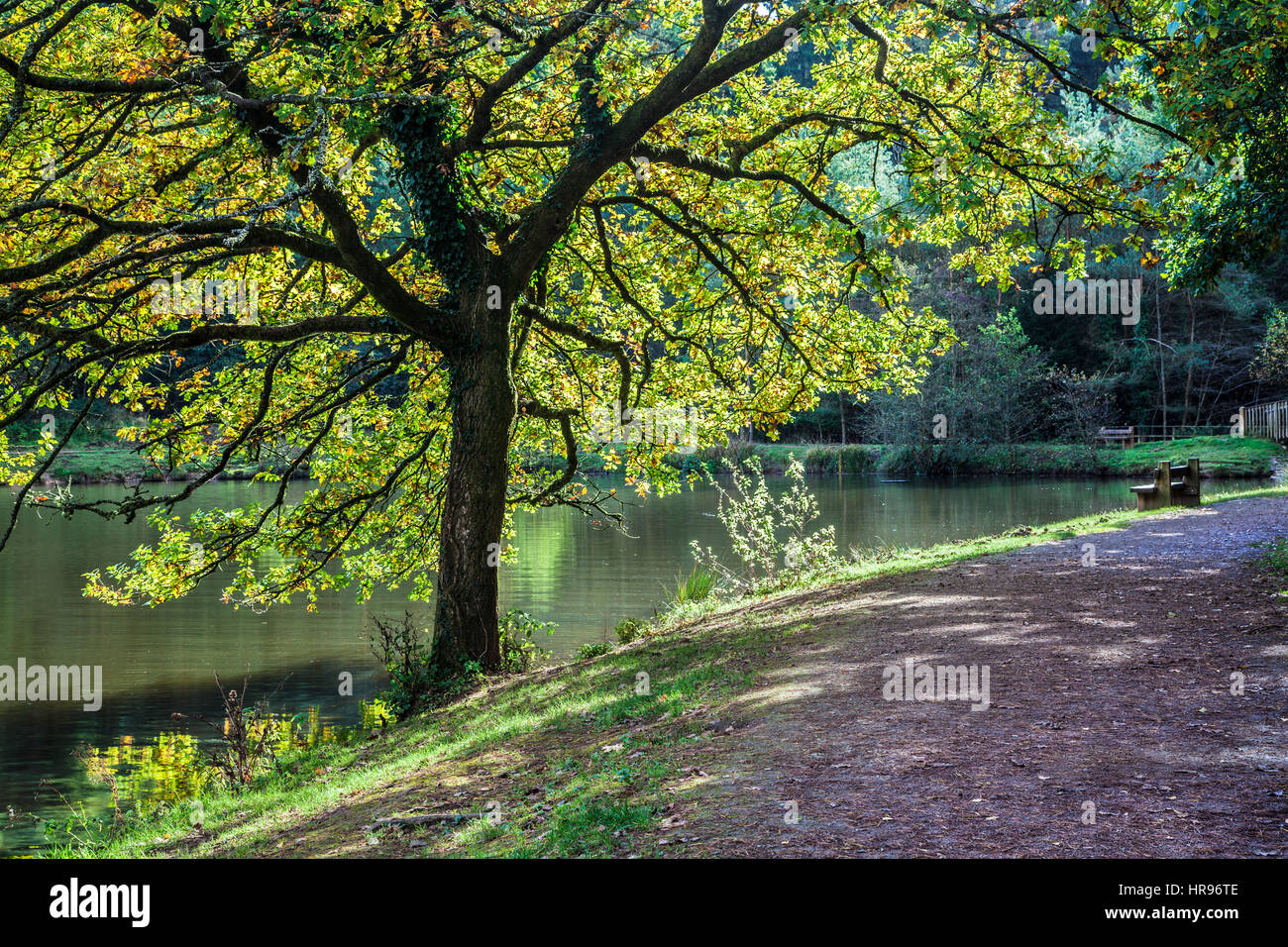 Le colvert brochet dans la forêt de Dean dans le Gloucestershire. Banque D'Images