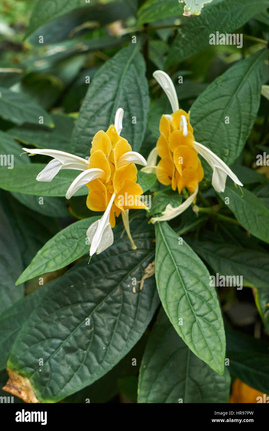 Pachystachys lutea Nees Banque D'Images
