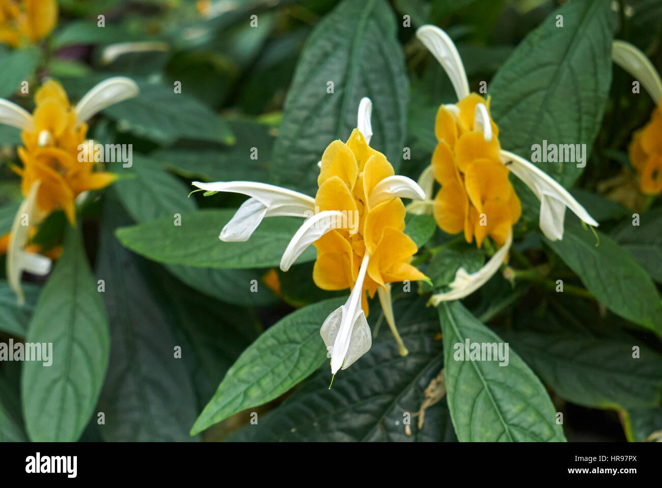 Pachystachys lutea Nees Banque D'Images