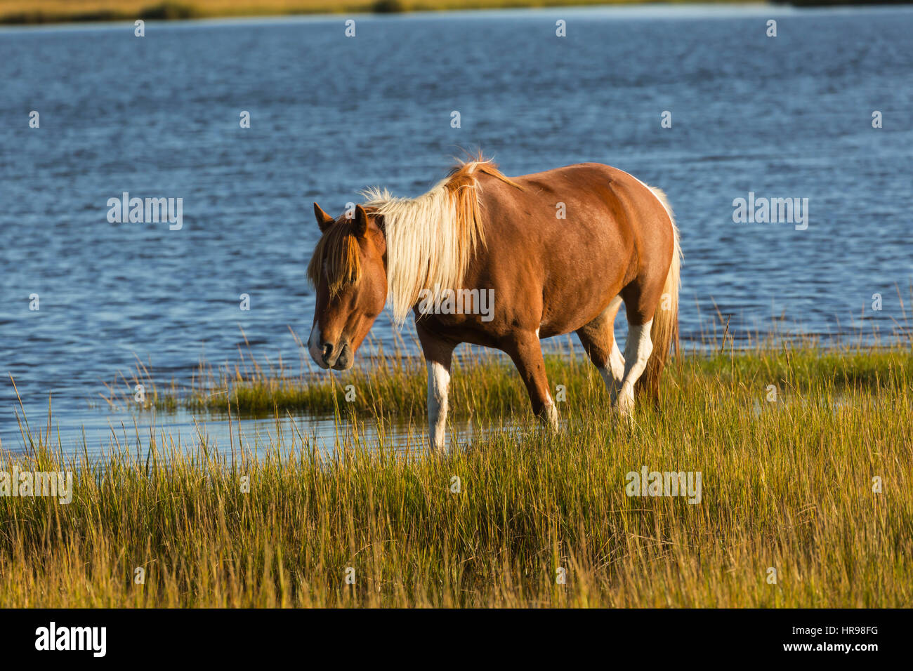 Assateague Pony (Equus caballus) à la recherche de nourriture dans un marais à Assateague Island National Seashore, MD, USA Banque D'Images