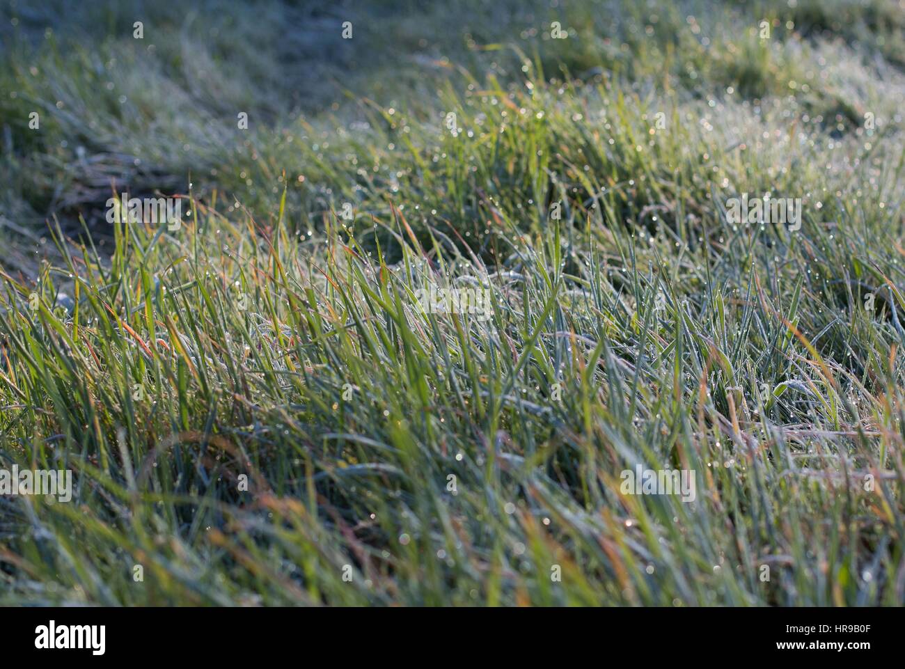 Le gel et les gouttes de rosée sur l'herbe haute, Close up. Banque D'Images