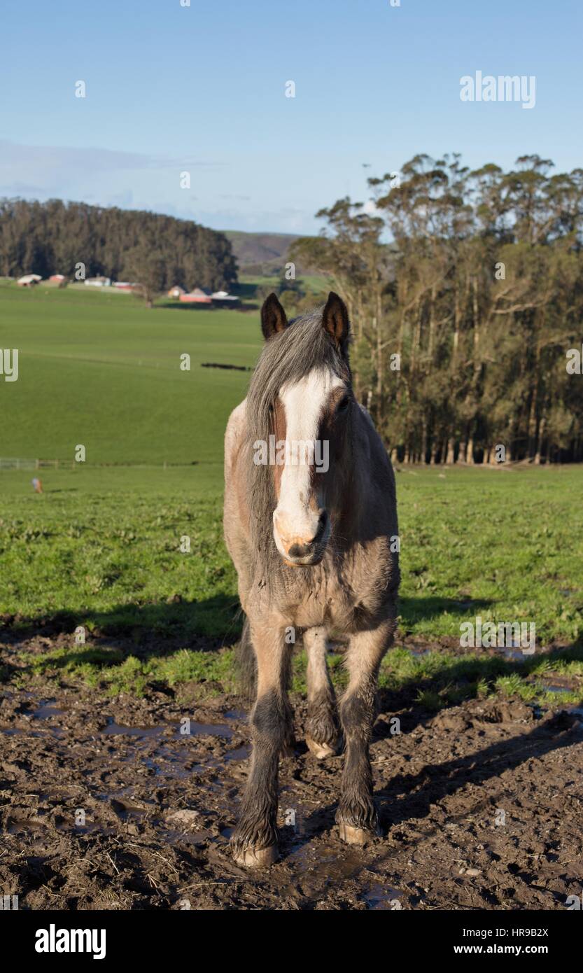 Un cheval boueux debout dans un champ d'herbe verte. Banque D'Images
