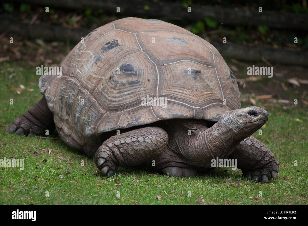 Tortue géante d'Aldabra (Aldabrachelys gigantea). Banque D'Images